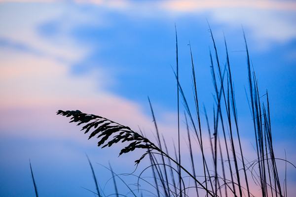 Beach;Blue;Botanical;Calm;Cloud;Coast;Coastline;Florida;Healing;Health care;Healthcare;Minimalism;Ocean;Pastoral;Pink;Plant;Sea;Sea Oats;Seascape;Seed Head;Sunlight;United States;Waterscape;botanicals;coast;coastline;magenta;oneness;peaceful;restful;sea;serene;shore;shoreline;silhouette;sky;soothing;sunlit;tranquil